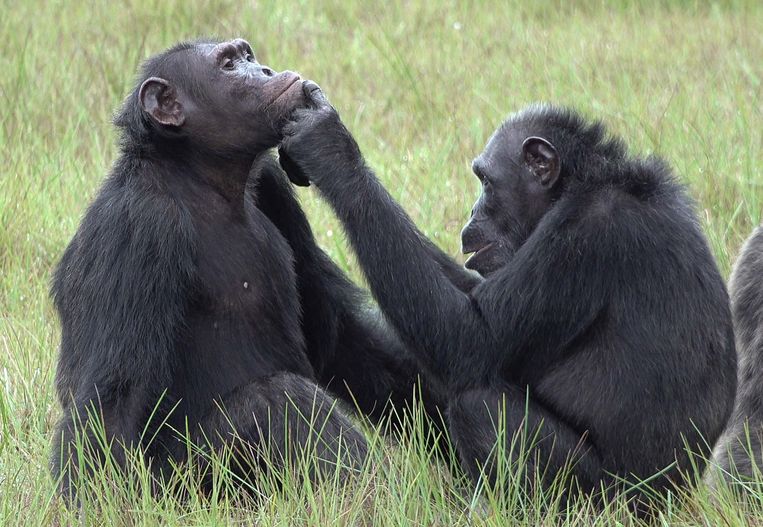 Twee van de chimpansees uit de groep in Gabon waarbij het toebrengen van insecten op wonden werd waargenomen vlooien elkaar.  Beeld Tobias Deschner / Ozouga Chimpanzee Project