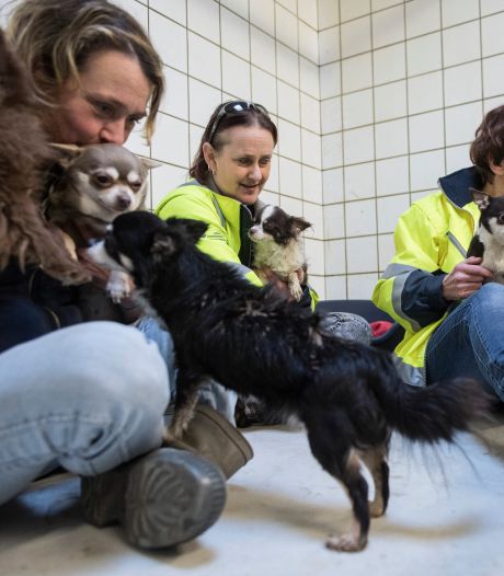 Inzamelingsactie gedumpte chihuahua’s Geldermalsen levert nu al duizenden euro’s op: ‘Niet normaal’