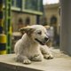 In Iran was hond Tedi doodgeschoten