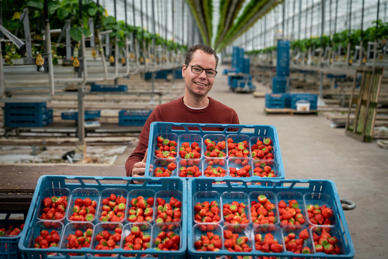 Aardbeiengigant uit Bemmel mag kassen met gas verwarmen, maar krijgt ...