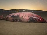 Spitssnuitdolfijn dood aangetroffen op strand van Texel