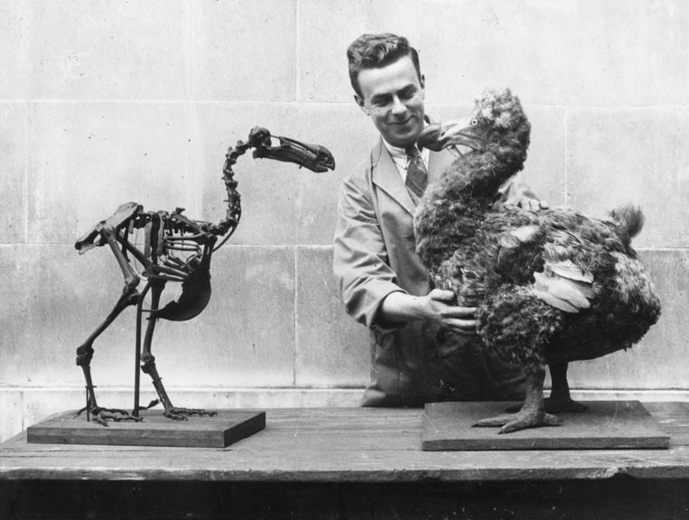 Het skelet van een dodo naast een reconstructie in the National Museum van Wales in Cardiff (in 1938).   Beeld Getty Images