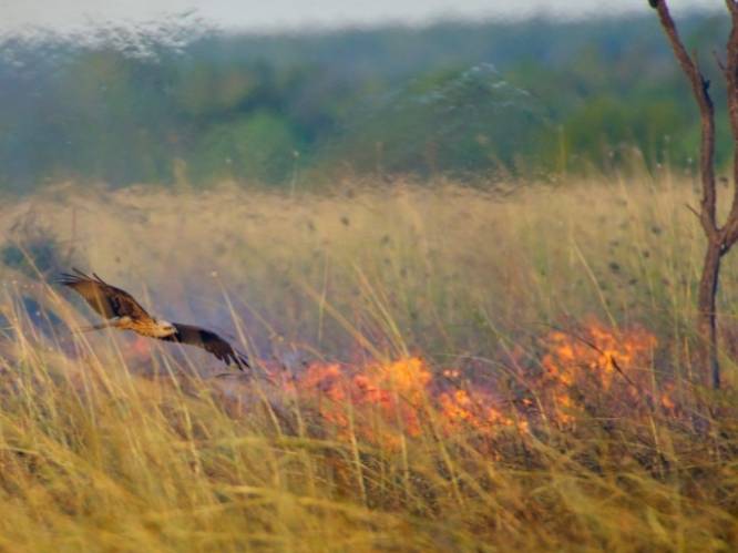 Studie vindt bewijs: roofvogels blijken met opzet bosbranden aan te steken in Australië