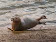 Ook zeehonden zijn er te vinden in de Theems.