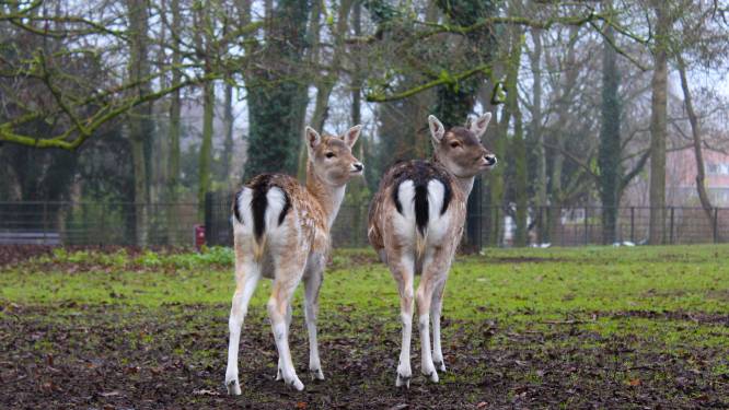 Bok in Park Merwestein wordt tóch nog niet gesteriliseerd vanwege politieke druk