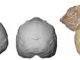 Stuk schedel dat gevonden werd in Griekenland blijkt van oudste homo sapiens buiten Afrika