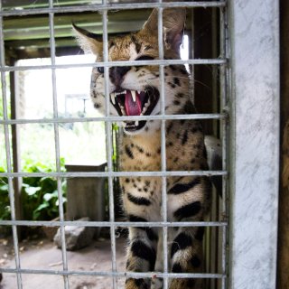 Wilde dieren horen niet in huiskamers. Hou dus de lijst die hen – én ons! – beschermt overeind