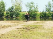 Mogelijke misstanden met grote grazers in Keent leiden tot Kamervragen