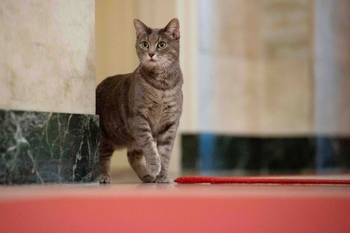 De kat maakte nel 2020 veel indruk op haar toen het dier op een podium spreng tijdens de verkiezingscampagne en haar speech onderbrak.