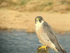 Soest & Baarn | AD.nl