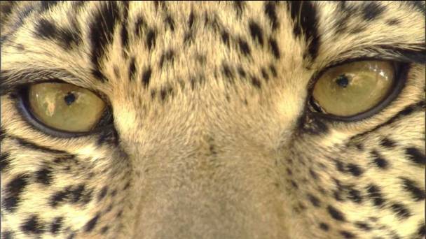 Eye of the Leopard: Revealed