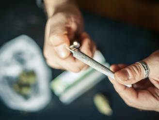 Politie neemt 4 cannabisplanten in beslag tijdens huiszoeking