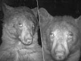 Un ours prend 400 selfies avec une caméra de surveillance dans le Colorado
