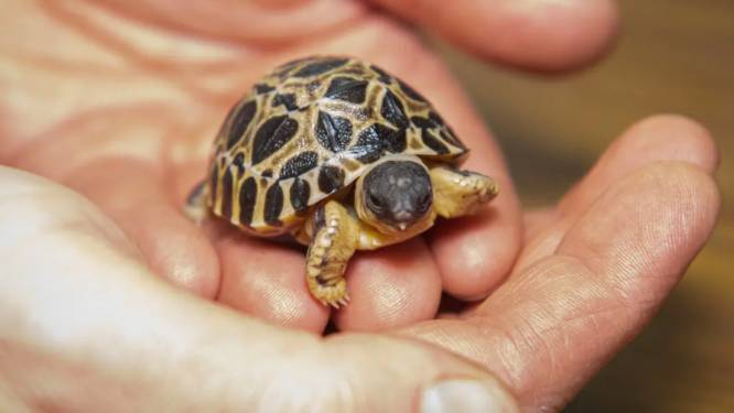 90-jarige schildpad meneer Pickles voor het eerst vader geworden