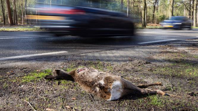 Overijssel wil zeventien wildoversteekplaatsen aanleggen op plekken waar veel dieren worden aangereden