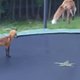 Filmpje | Vossen springen op trampoline