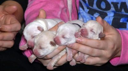 Nieuw wereldrecord: Chihuahua bevalt van 11 gezonde puppies