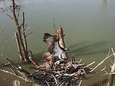 Hij is er! Dolenthousiaste boswachter ziet visarend terugkeren op webcam-nest: ‘The eagle has landed’