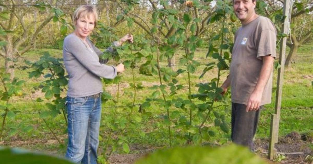 Kruisbesspecialist Oltheten uit Oud-Sabbinge wil verplaatsen