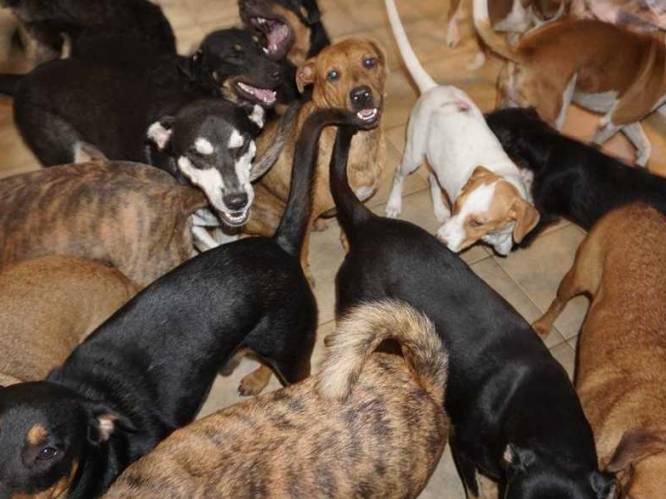 Vrouw neemt 97 dakloze honden in huis om diertjes te redden van orkaan Dorian