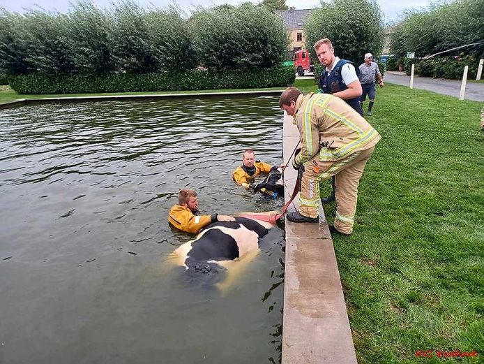 De brandweer van Lo-Reninge moest woensdag vijf drachtige koeien uit een zwembad redden.