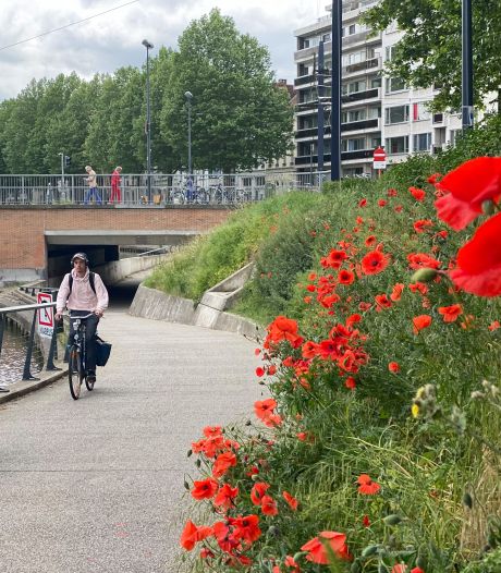 Gent kleurt weer rood: overal klaprozen in bloei, en dat heeft een reden