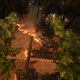 Bosbranden leggen beroemd wijngebied Napa Valley in de as