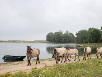 Test geslacht paard bewijst: ook te veel dioxine in  grazer bij Grindgat Weurt