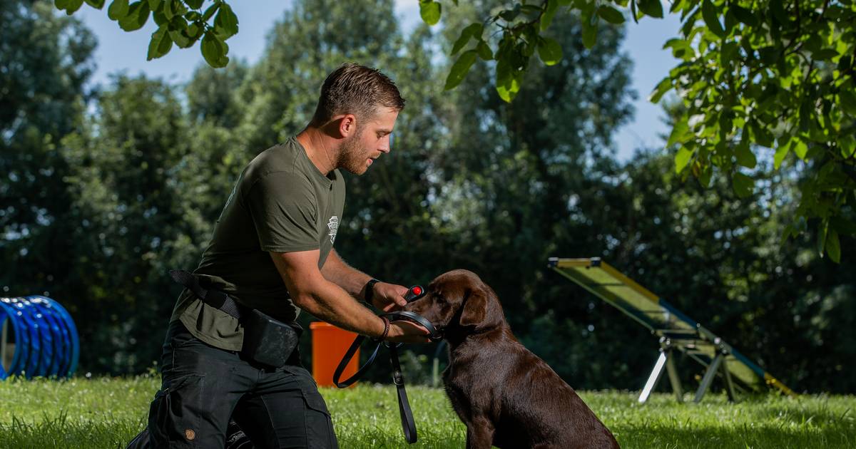 Door sluiting puppyscholen zijn er nu veel onopgevoede honden: ‘Je kunt ze zoveel leren’