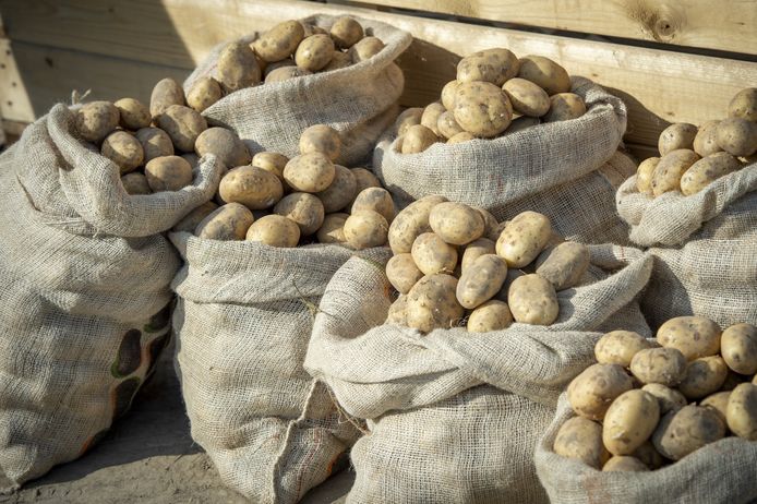 The new nitrogen regulation is less drastic for table potatoes: a larger size is then less important than it is for chip processors.