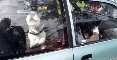 Honden achtergelaten op parkeerplaats Efteling: 'Schandalig dit'
