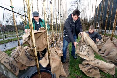 Drie generaties Verwoerdt samen aan het werk in de boomkwekerij