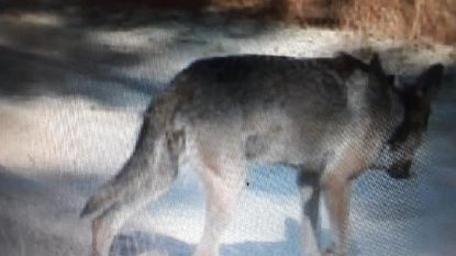 Hoeveel gemeenten in antwerpen