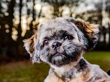 Op zoek naar de schimmige wereld achter hondje Riva: een plek waar geld belangrijker is dan gezondheid