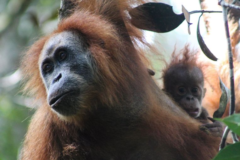 De 'nieuwe' orang-oetan onderscheidt zich onder andere met krulleriger haar en een 'prominentere snor'. Beeld EPA