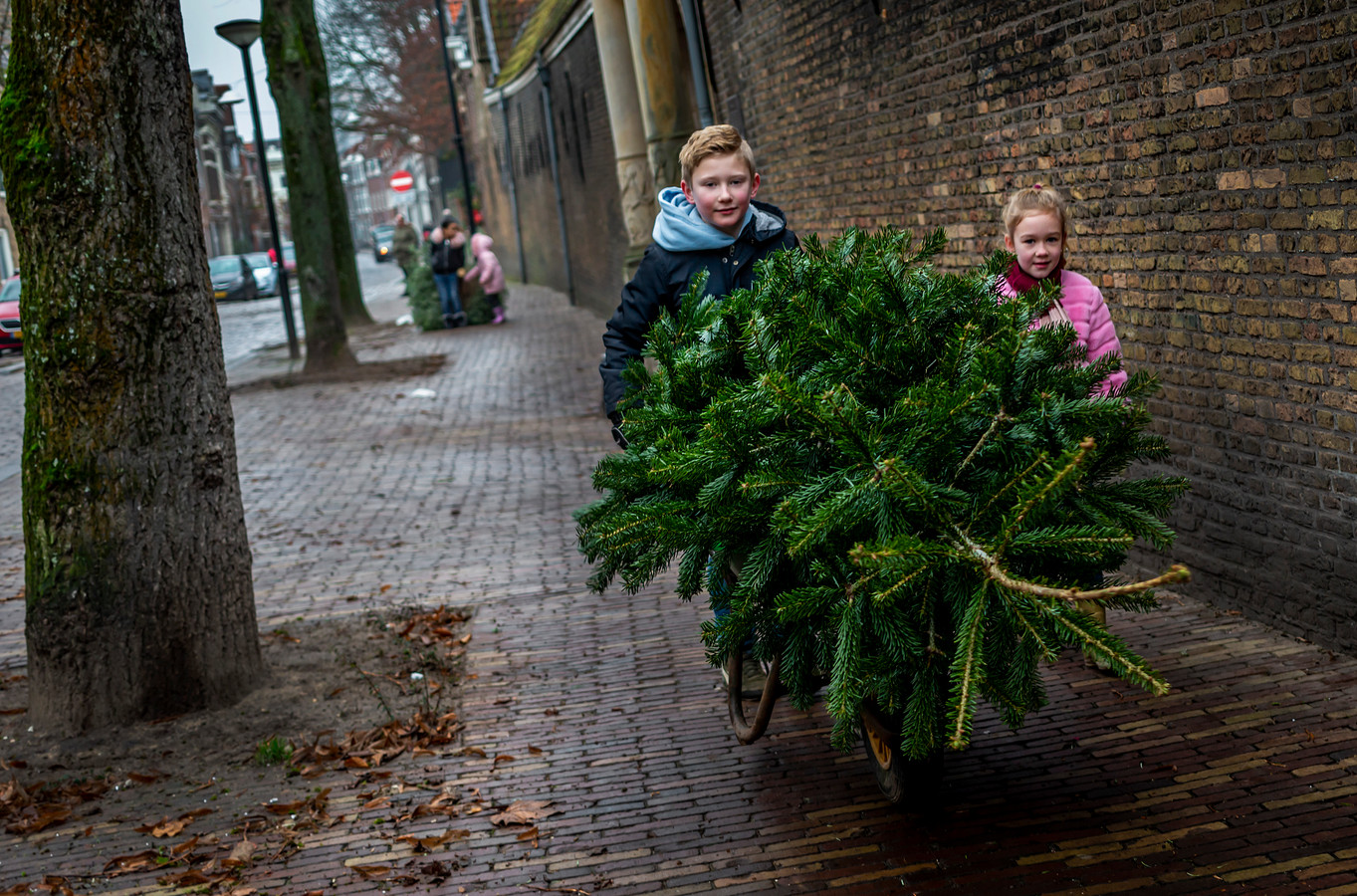 Slepen met kerstbomen 50 cent per boom voor de spaarpot of het goede