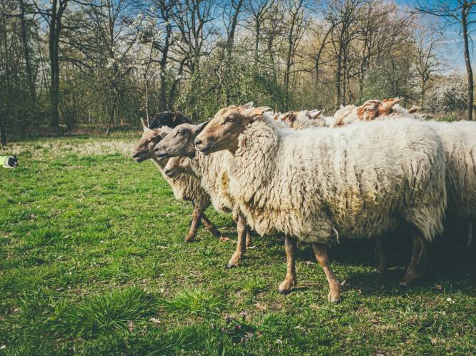 Stad Hasselt krijgt hulp van 70 schapen voor  groenonderhoud