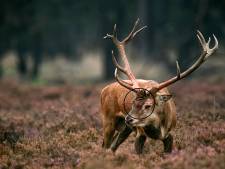 Jagers schieten recordaantal edelherten dood op Veluwe