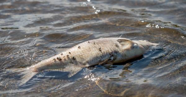 Vis sterft massaal in de Ewijkse Plaat