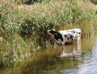 Stelling | De waterschappen moeten onderdeel worden van een ministerie, schaf verkiezingen af.