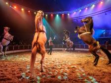 Broers circus Renz ontkennen zware mishandeling: ‘Ze zijn totaal verrast over hun arrestatie in Arnhem’