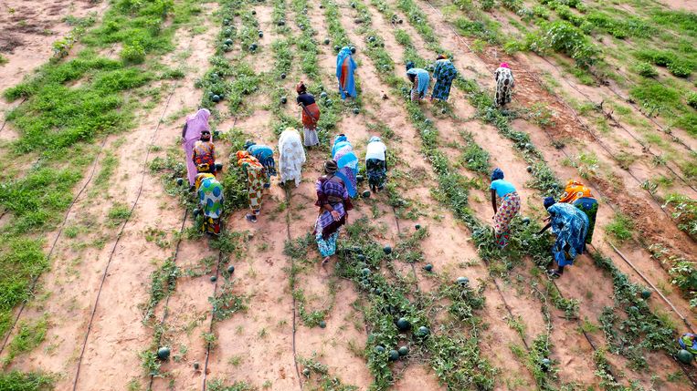 Vrouwen bewerken land bij de Groene Muur in Senegal. Beeld Hollandse Hoogte / Science Photo Library