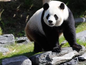 Spijtig nieuws uit Pairi Daiza: geen baby voor reuzenpanda Hao Hao