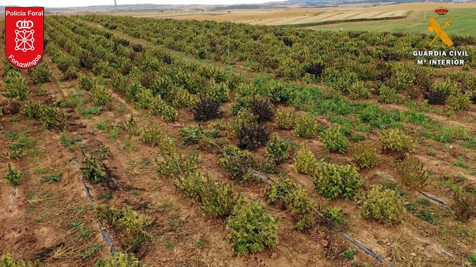 Beeld vrijgegeven door de Spaanse Guardia Civil toont een deel van een 67 hectare illegale marihuana plantage in beslag genomen, en uiteindelijk vernietigd, door de Spaanse politie tijdens een anti-drugs operatie in Artajona en Olite in de provincie Navarra