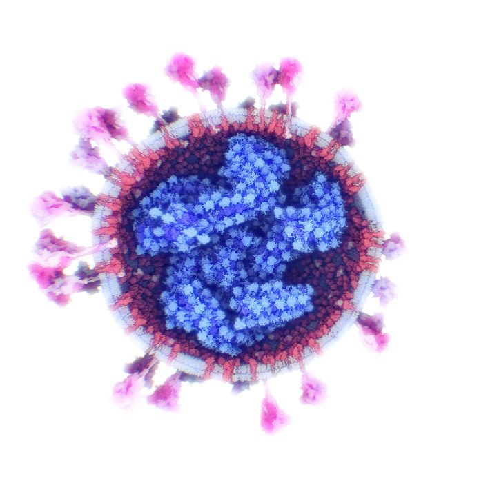 Het Oostenrijks bedrijf Nanographics maakte een nauwkeurig en wetenschappelijk accuraat 3D-model van het Sars-CoV-2-virus.