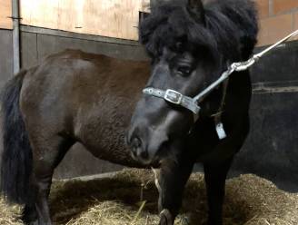 Politie zoekt eigenaar van ontsnapte pony 
