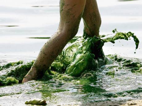 Blauwalg blijft plaag voor zwemmers in buitenwater: Delfland probeert veel bestrijdingsmogelijkheden