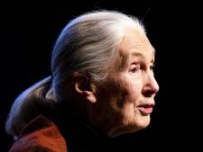 Wie denkt dat icoon Jane Goodall het een jaar vóór haar negentigste rustig aan doet, vergist zich