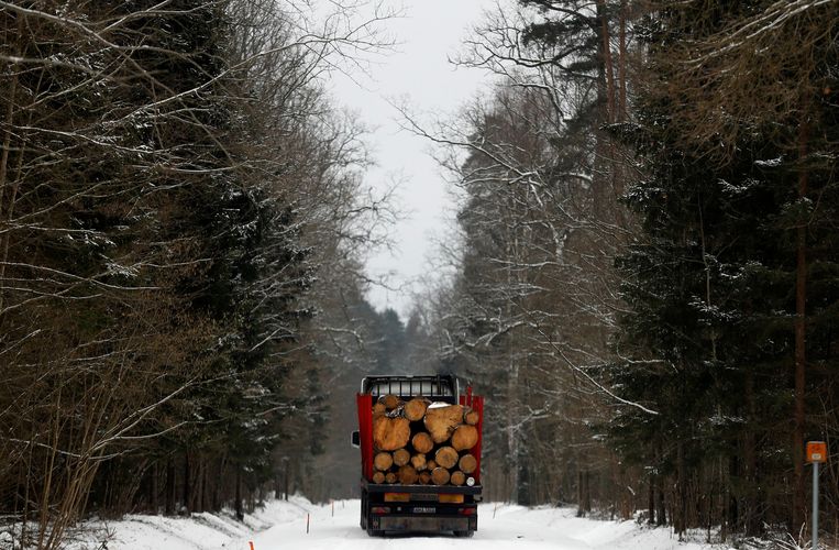 Reconsideration of entry into the Polish jungle of Pyaloviza, Europe’s last major forest