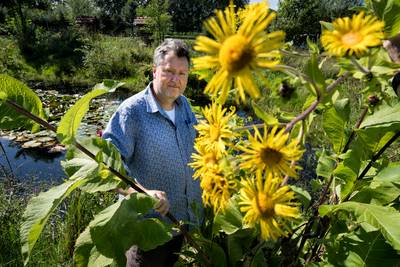 Vlinders zijn lekkerbekken, maar de dis wordt armetierig: ‘Nu ben ik blij als ik één kleine vos per 